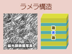 Laminaze（ラミナーゼ） : 皮膚臨床薬理研究所